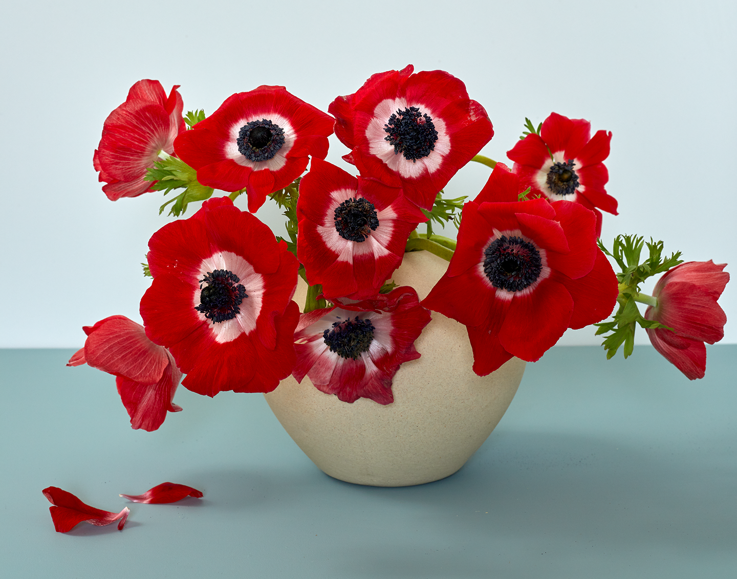 Red flowers with black centers in a white vase on a light blue background