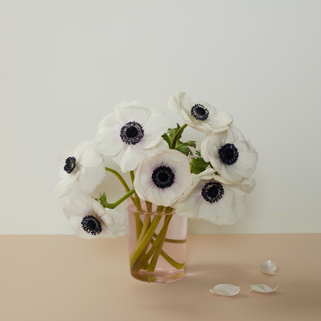 Blush drinking glass used as a vase with white flowers with black centers on a beige surface and light background