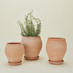 Berg's Potter Delphi Pot family.