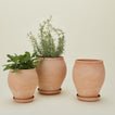 Berg's Potter Delphi Pot family.