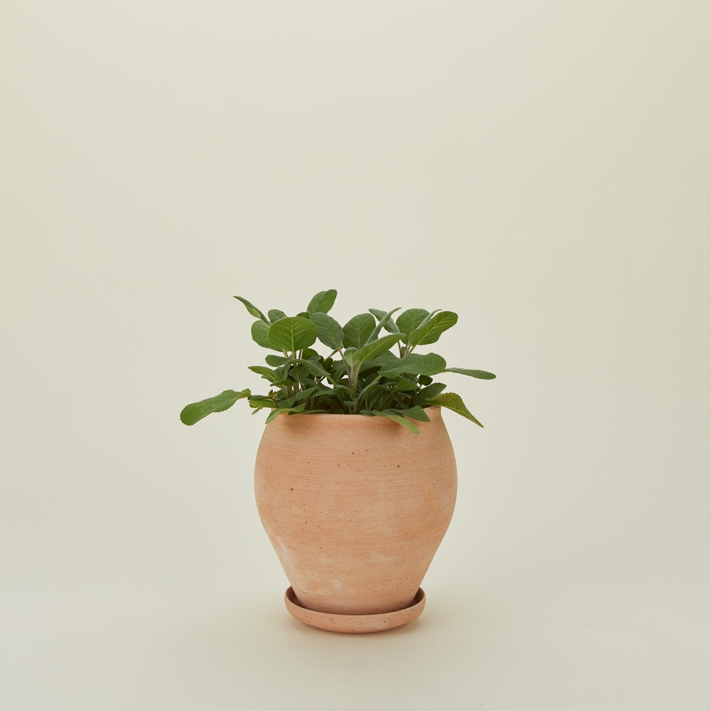 Berg's Potter small Delphi pot with plant 