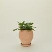 Berg's Potter small Delphi pot with plant 