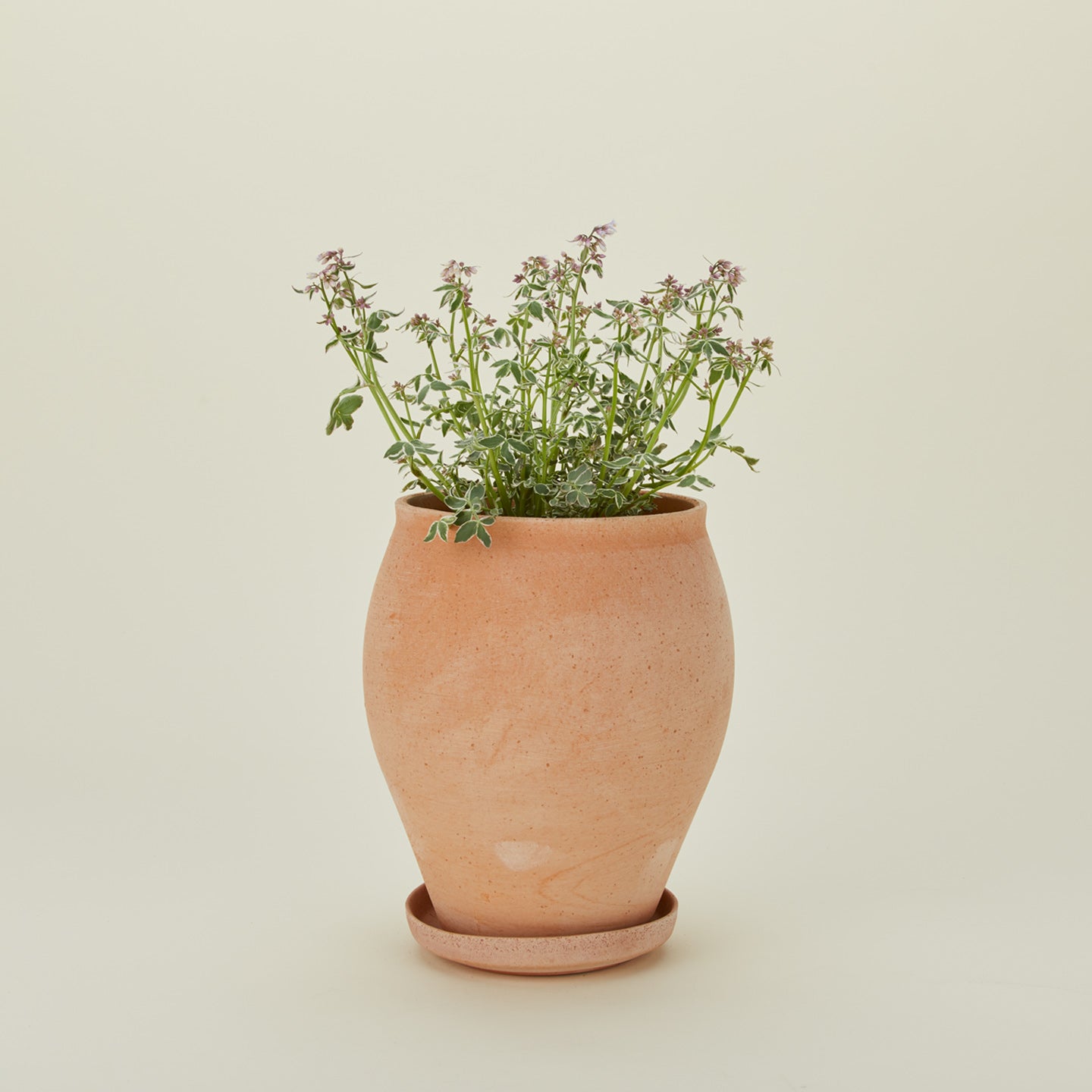 Berg's Potter tall Delphi pot with plant.