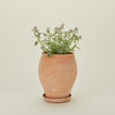 Berg's Potter tall Delphi pot with plant.