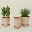 Berg's Potter Helena terracotta pot family with plants.