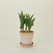Berg's Potter small Helena terracotta pot with plant.