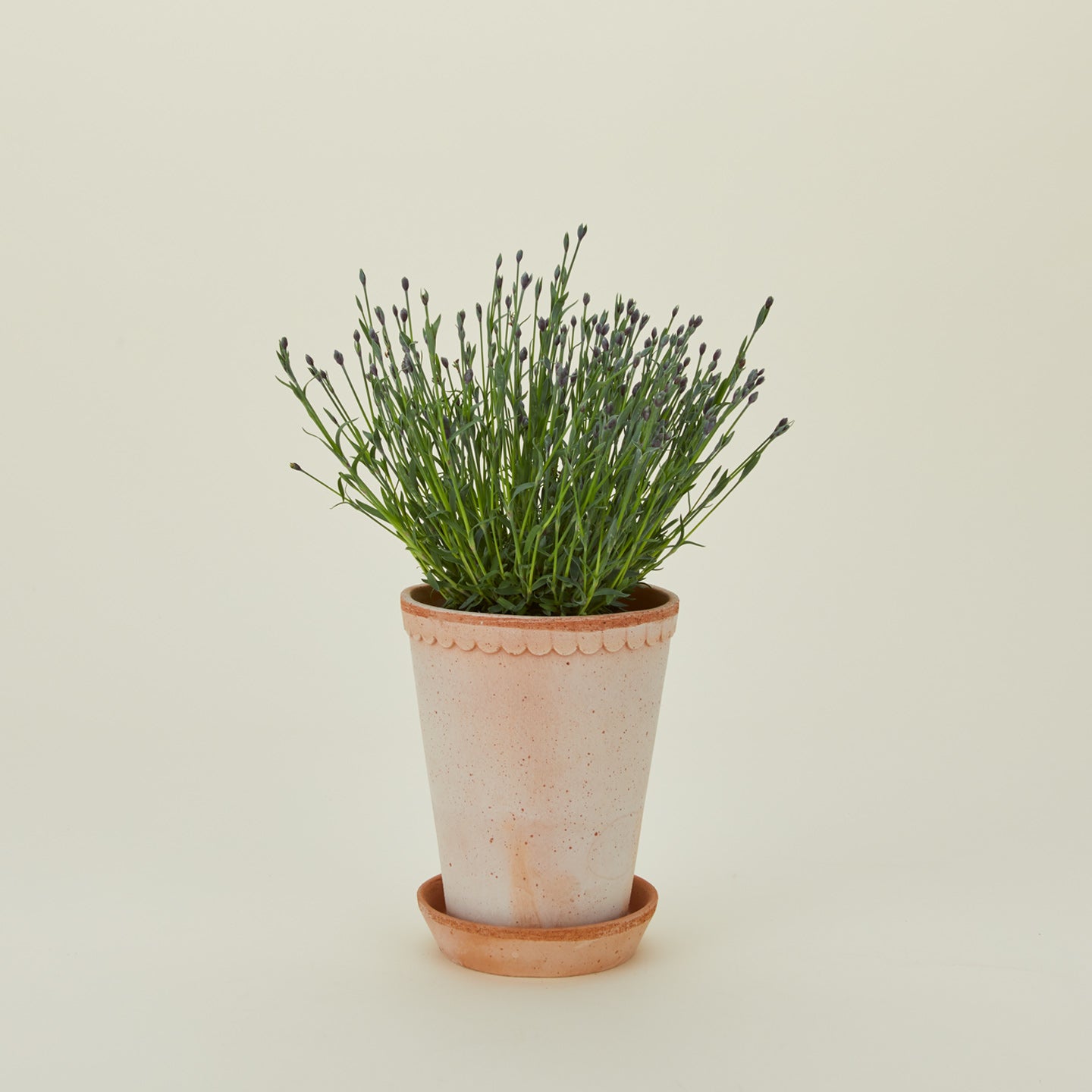 Berg's Potter tall Helena terracotta pot.