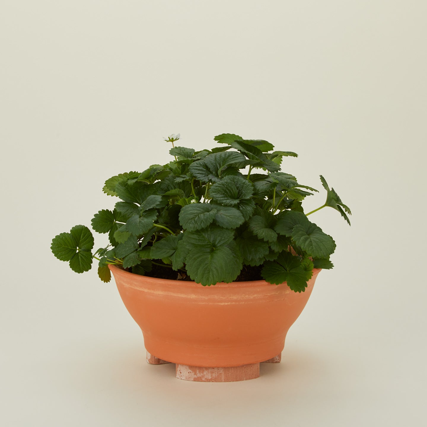 Terracotta planter feet, set of three with potted plant
