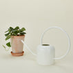 Floral Society watering can in white with potted plant