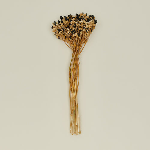 Lovejoy Farms Dried Blackberry Lilies