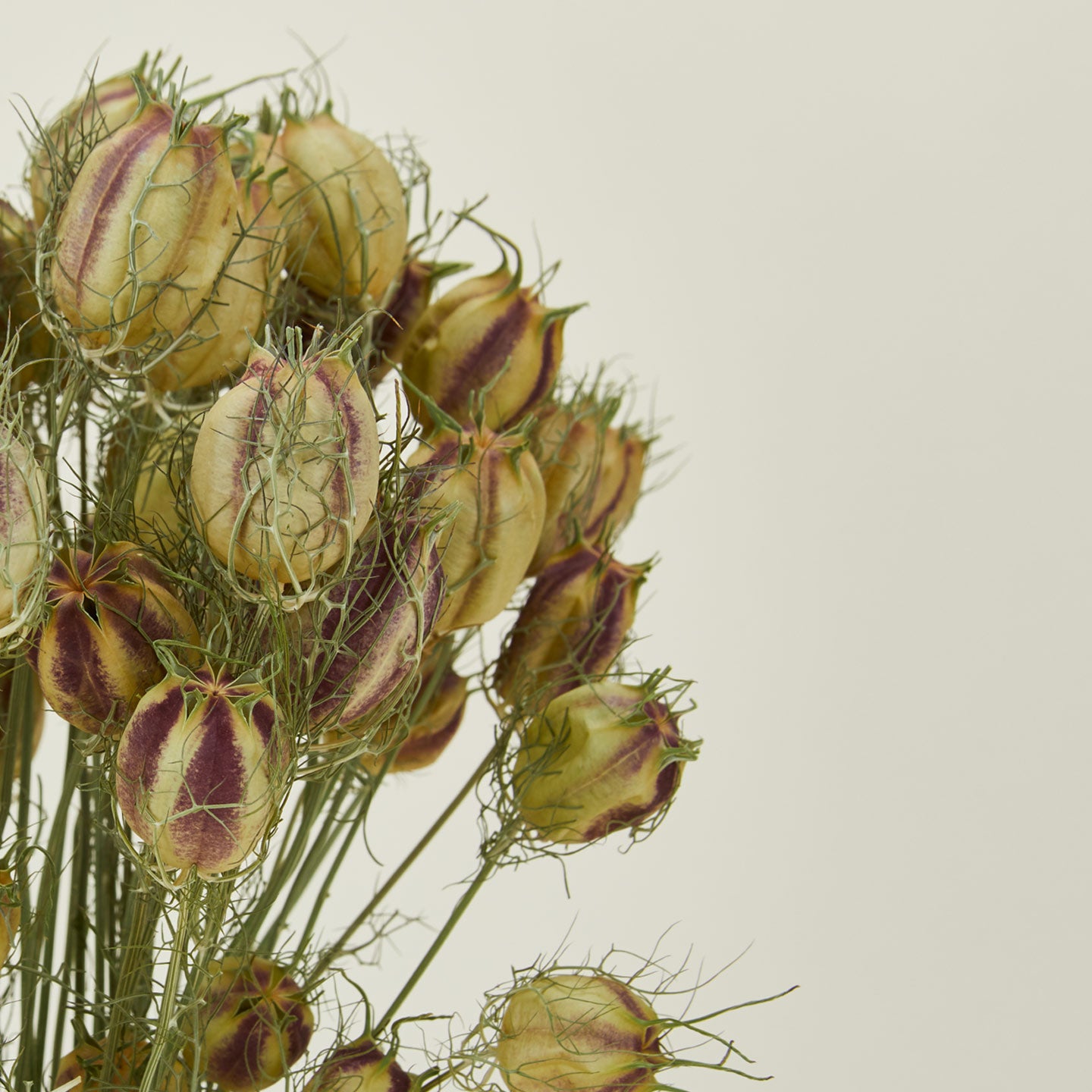 Close up view of Lovejoy Farms Dried Nigella 