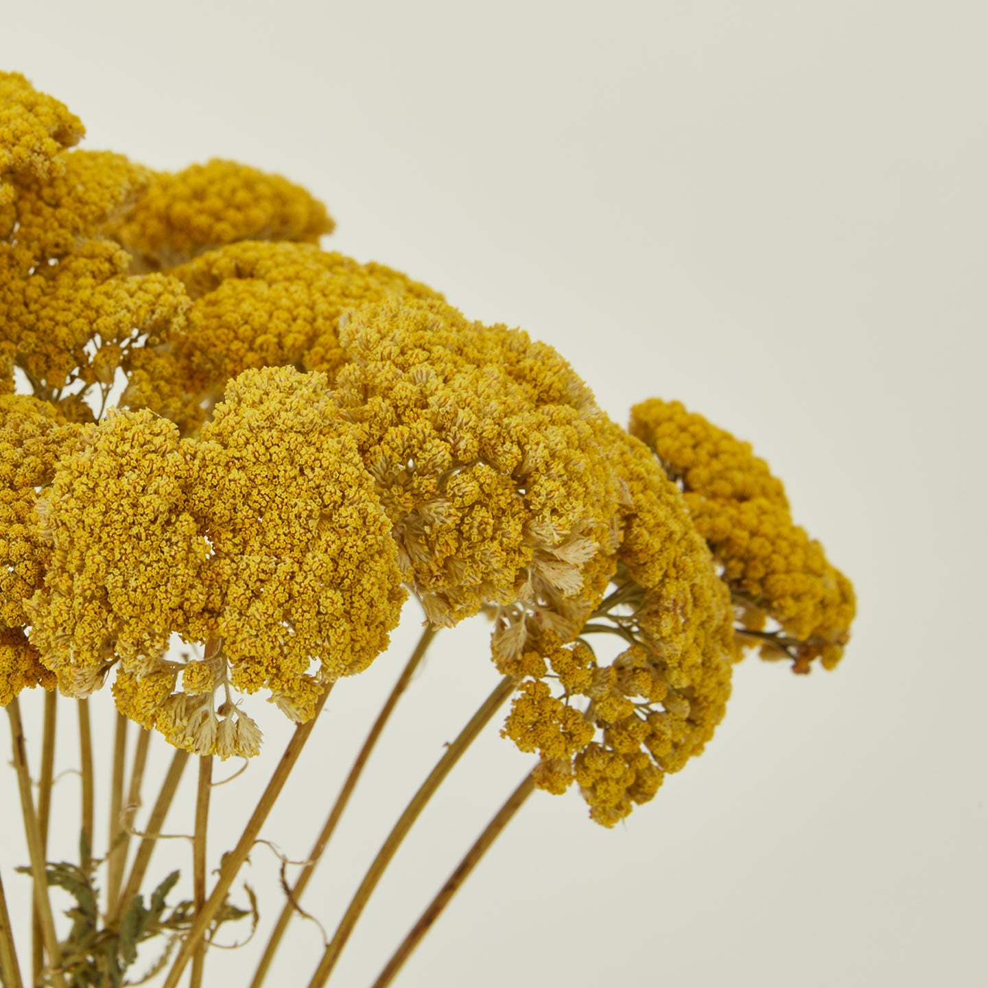 Close up view of Lovejoy Farms Dried Yarrow